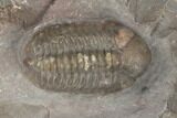 Austerops Trilobite - Jorf, Morocco #189750-2